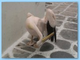 picture-15